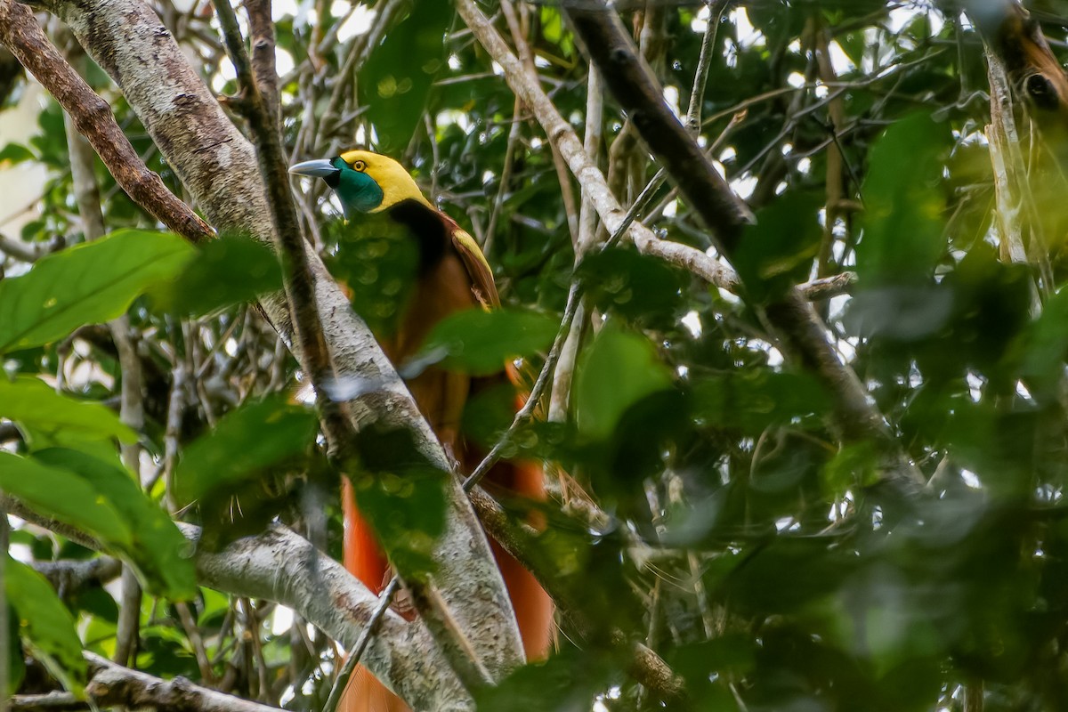 Raggiana Bird-of-Paradise - ML620817730