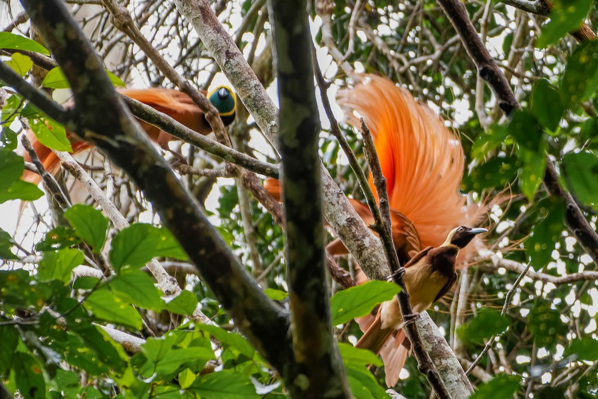 Raggiana Bird-of-Paradise - Leandro Rezende