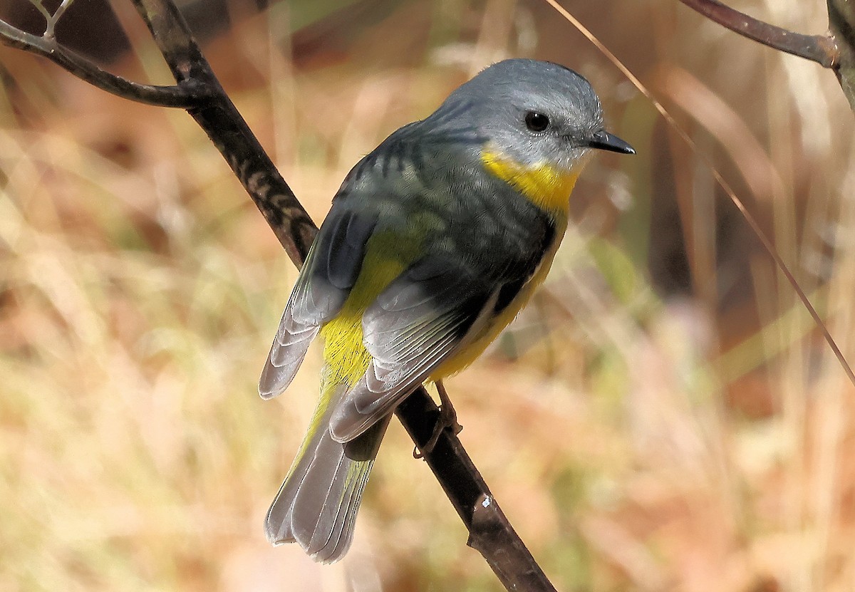 Eastern Yellow Robin - ML620817732