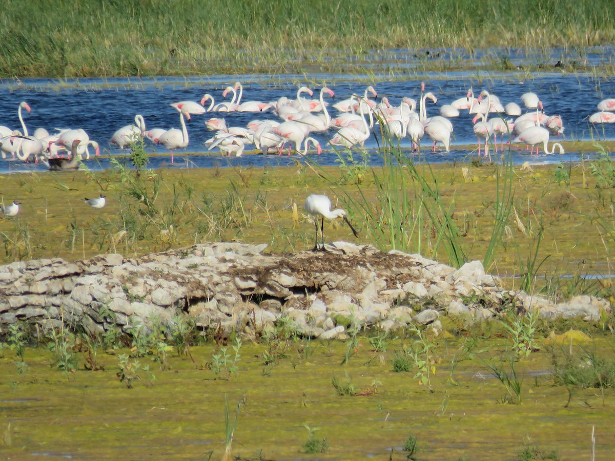 Eurasian Spoonbill - Sofía González-Gallego MP