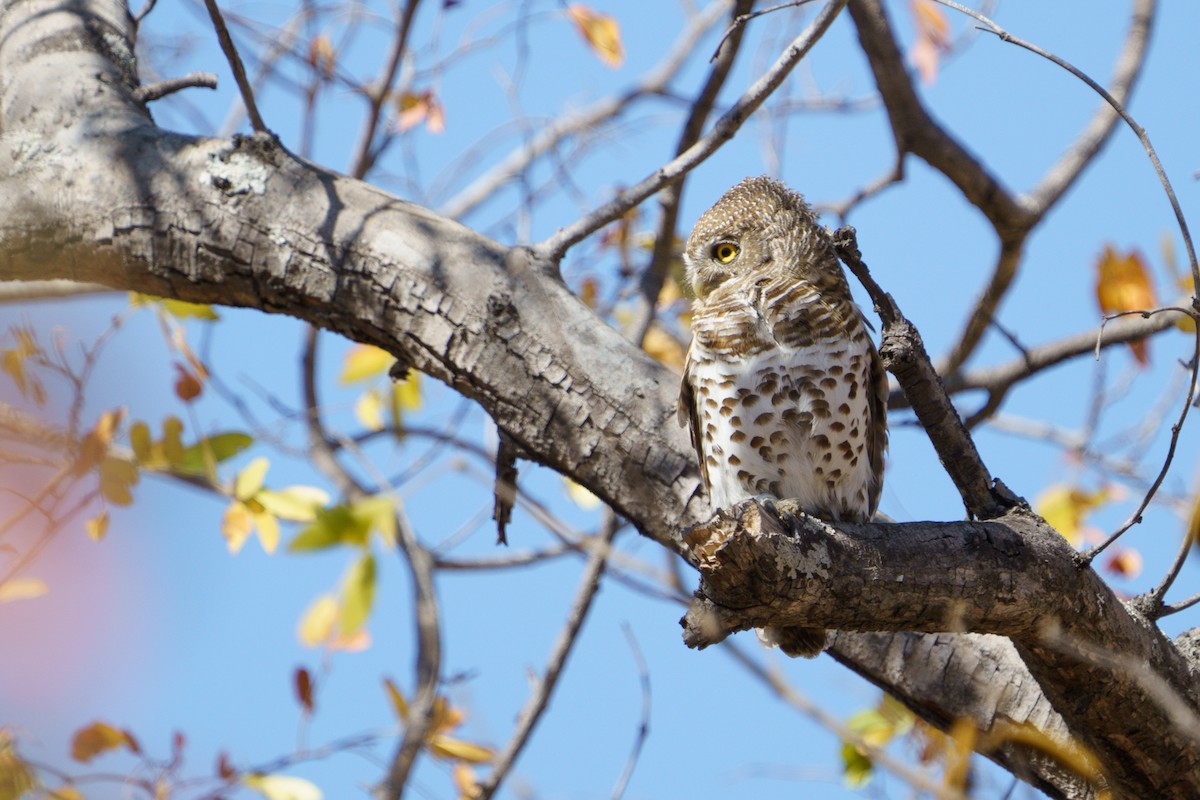 African Barred Owlet - ML620817735