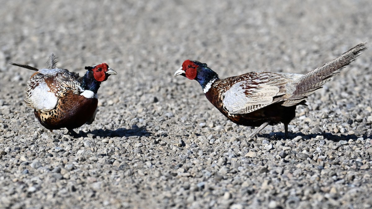 Ring-necked Pheasant - ML620817736