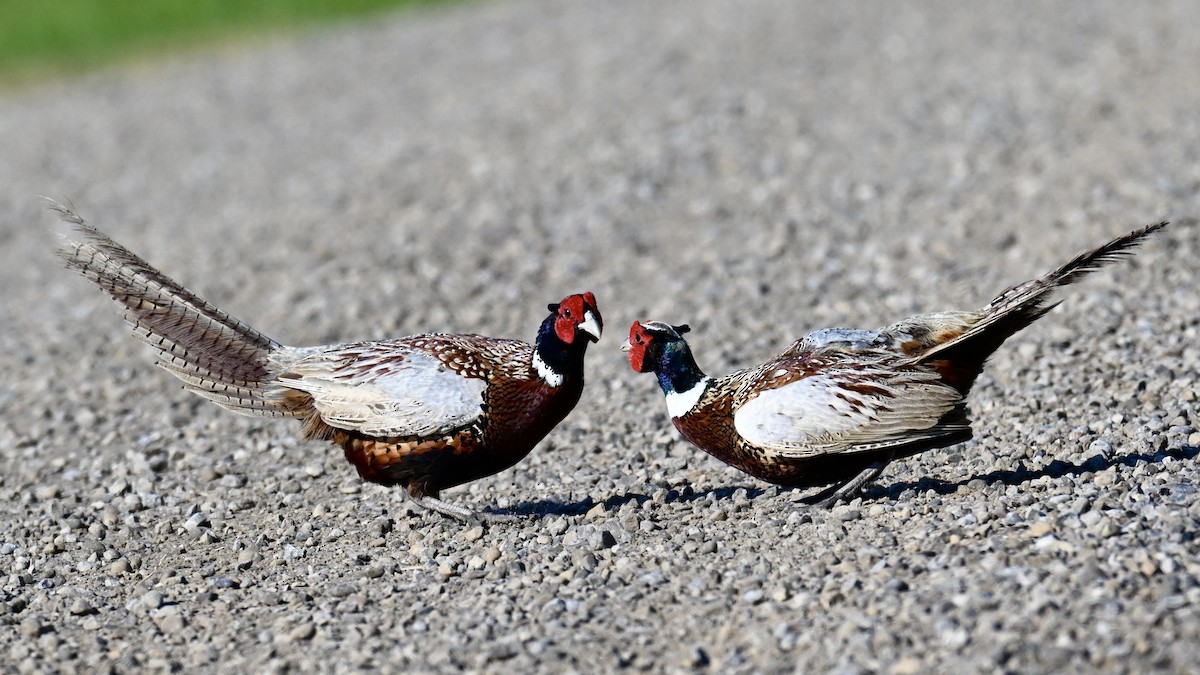 Ring-necked Pheasant - ML620817737