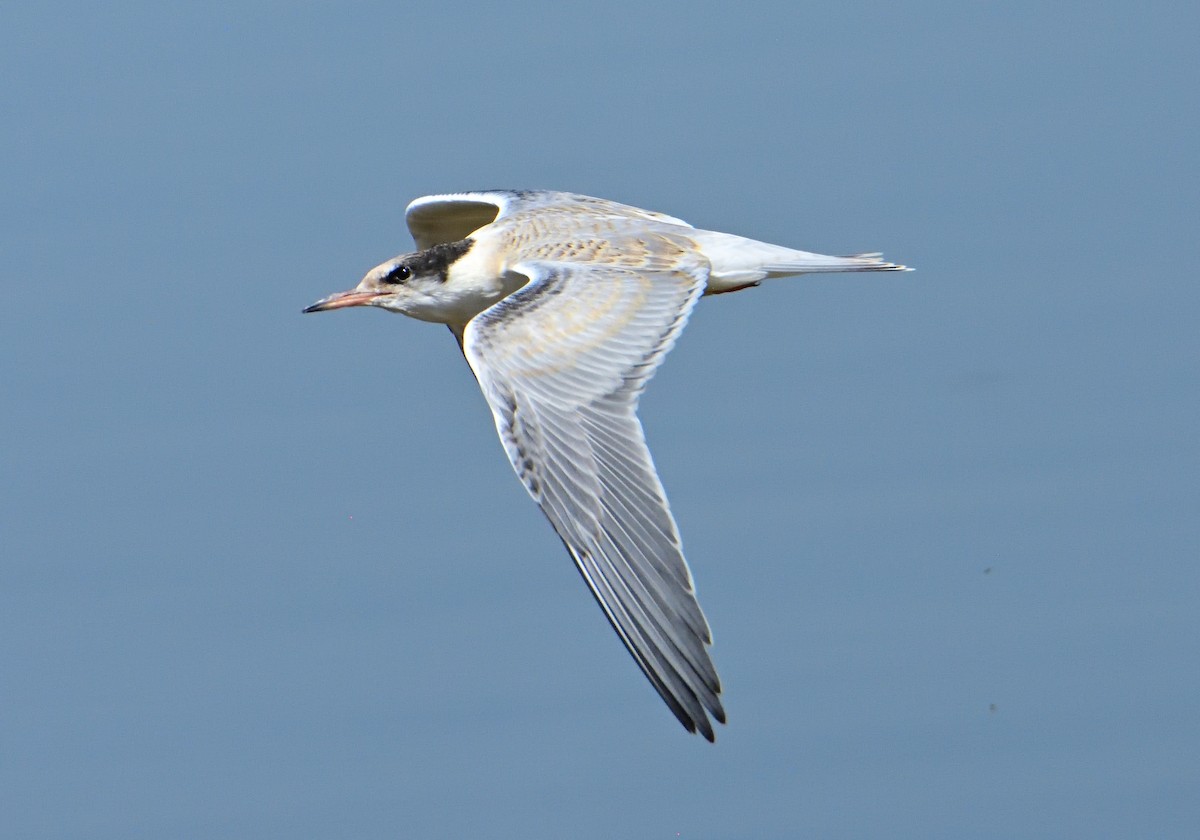 Common Tern - ML620817738