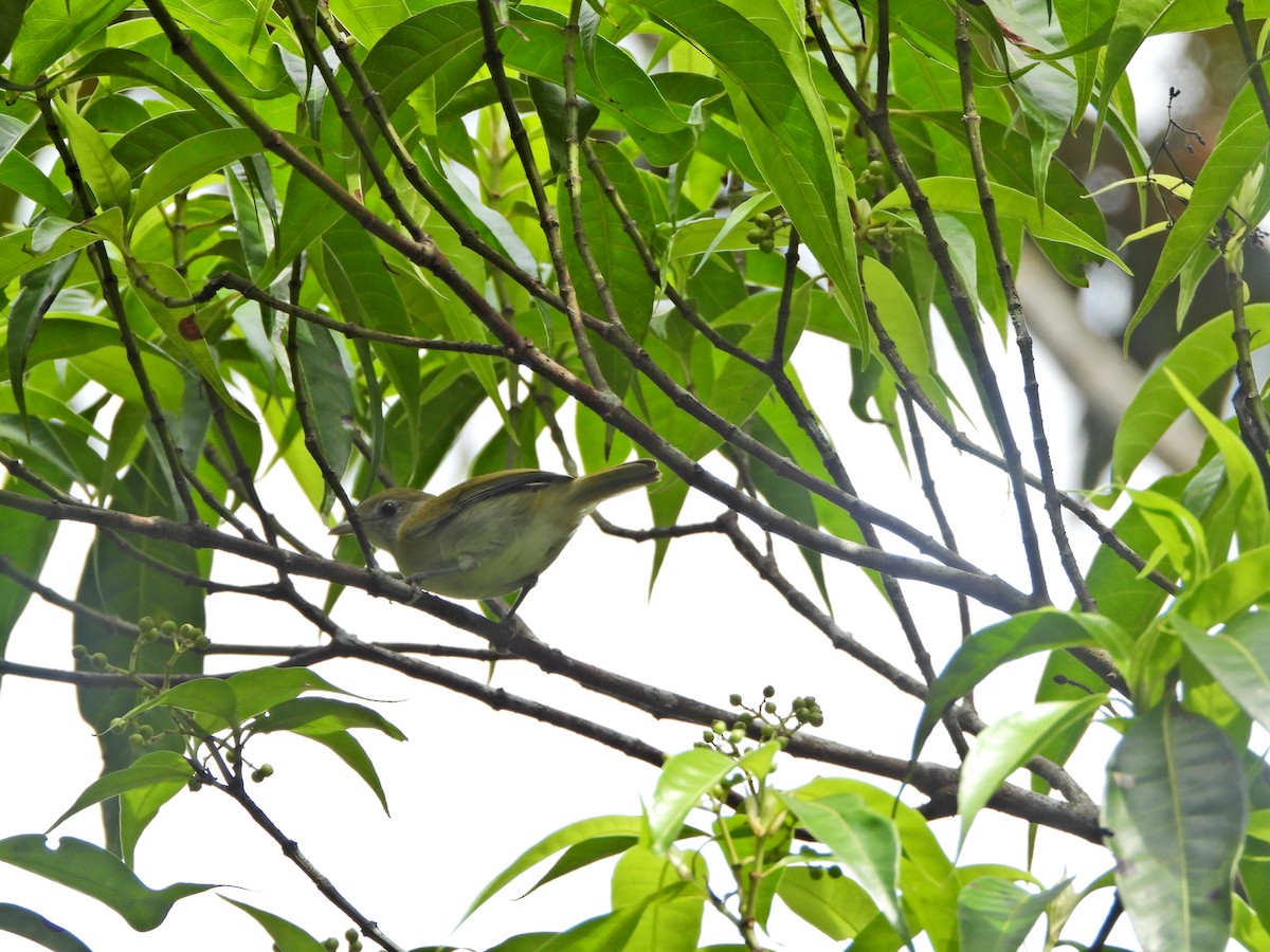 Lesser Greenlet - ML620817739