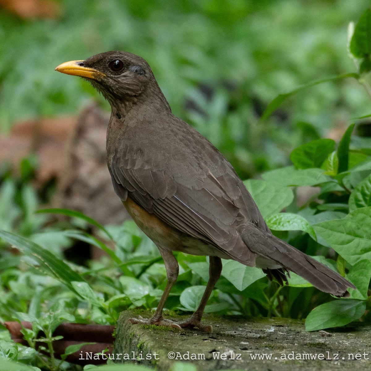 African Thrush - ML620817744