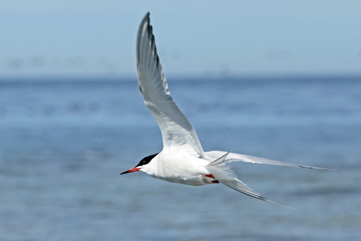 Common Tern - ML620817745