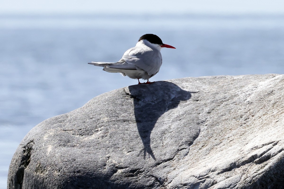 Common Tern - ML620817747