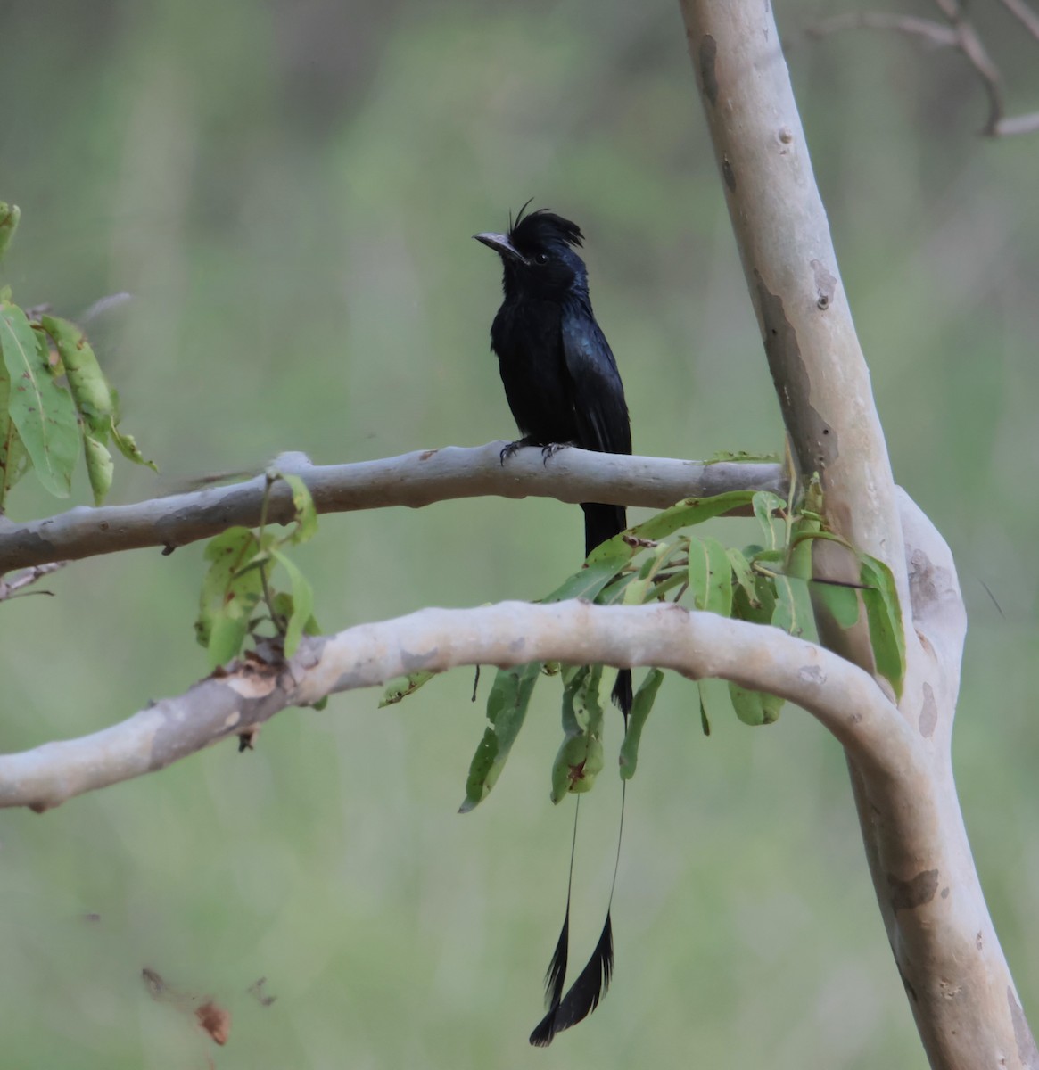 Greater Racket-tailed Drongo - ML620817748