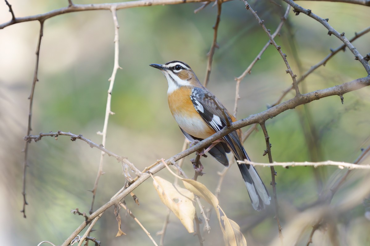 Bearded Scrub-Robin - ML620817754