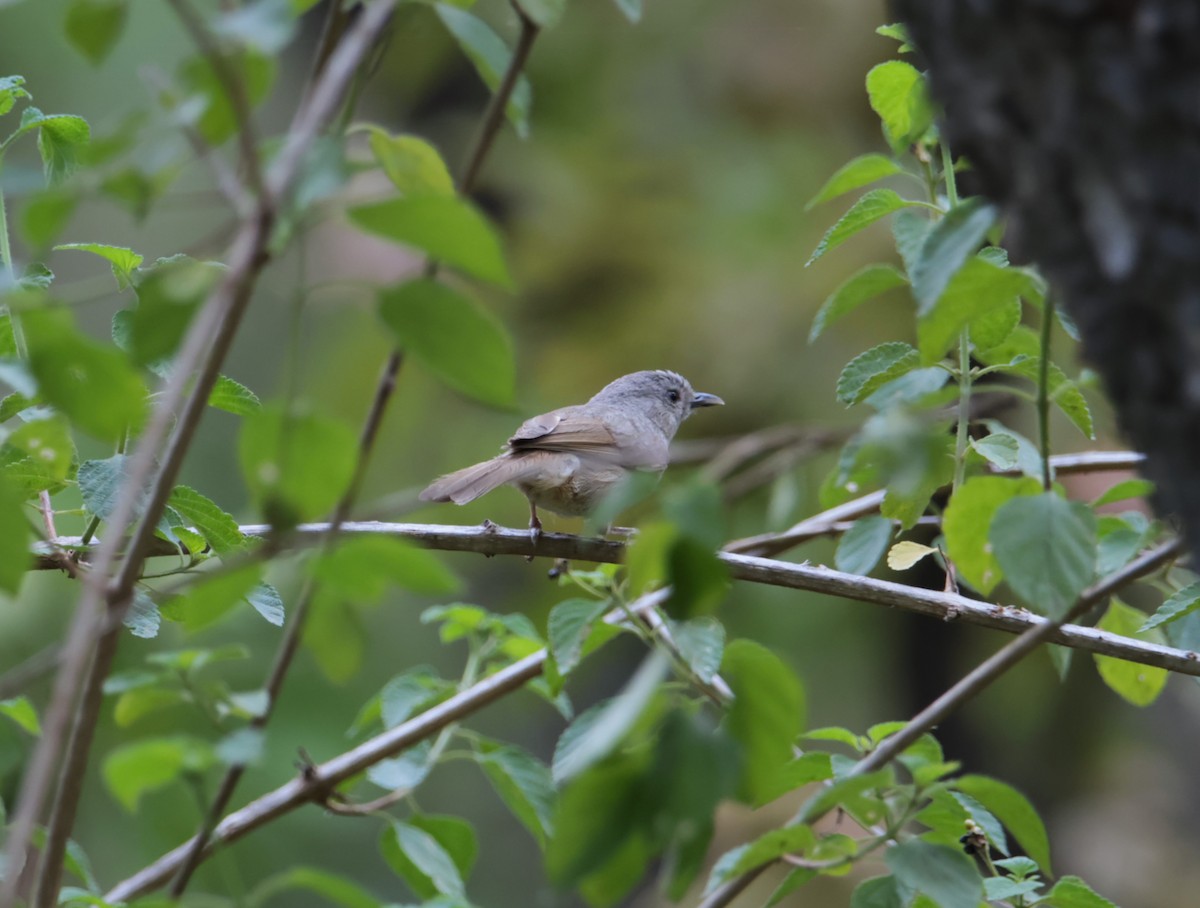 Brown-cheeked Fulvetta - ML620817755