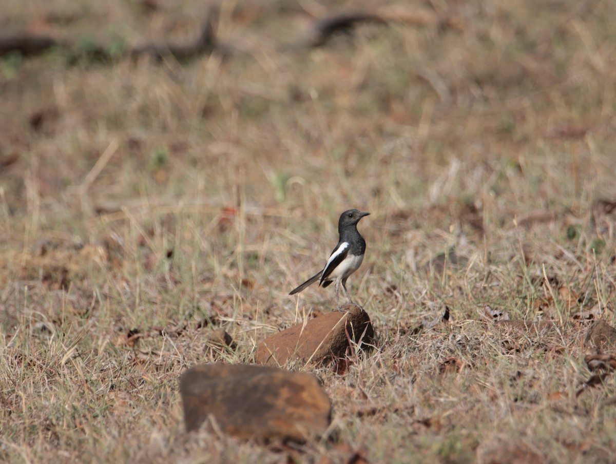 Oriental Magpie-Robin - ML620817757