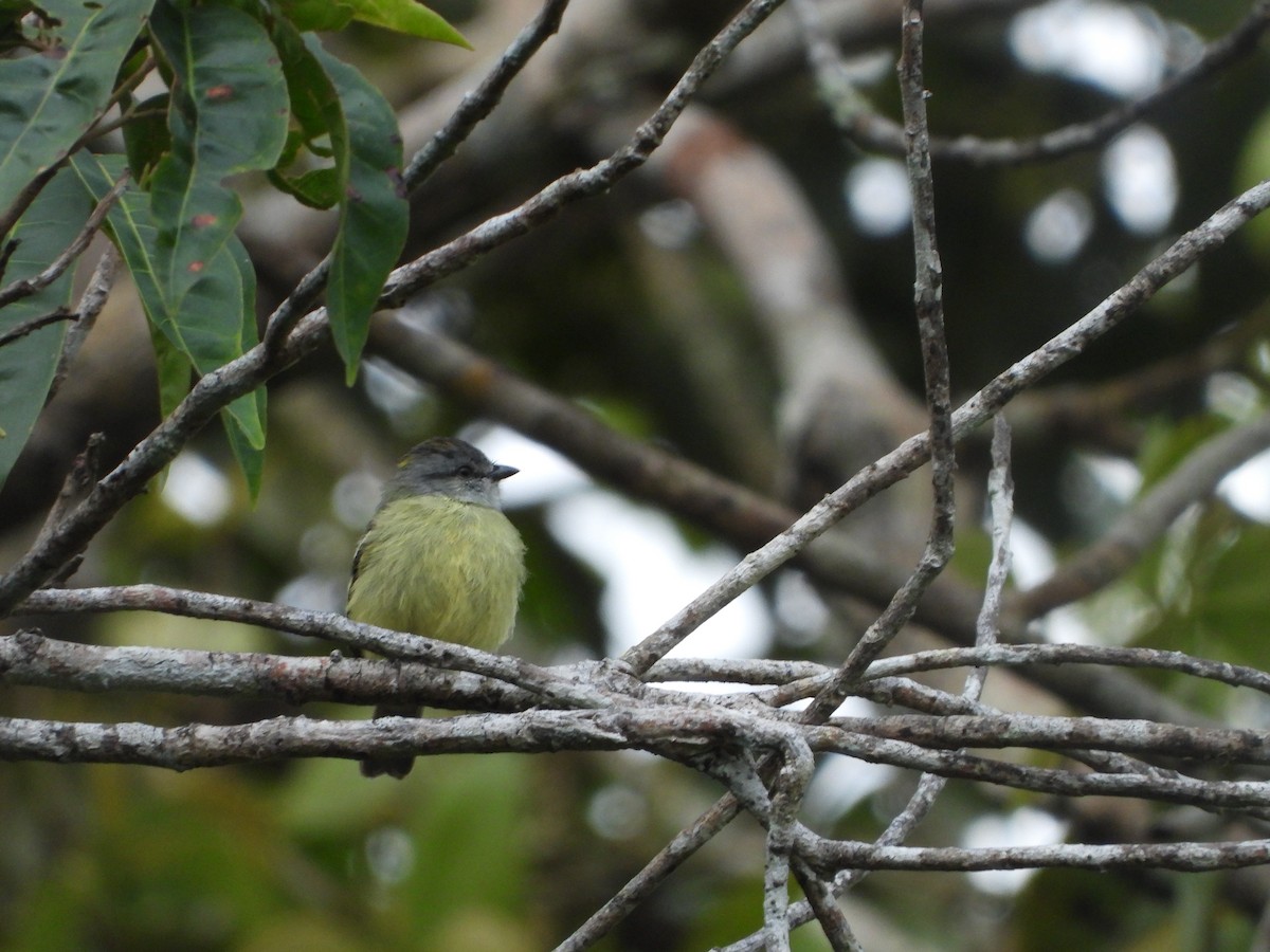 Yellow-crowned Tyrannulet - Abel Atehortua