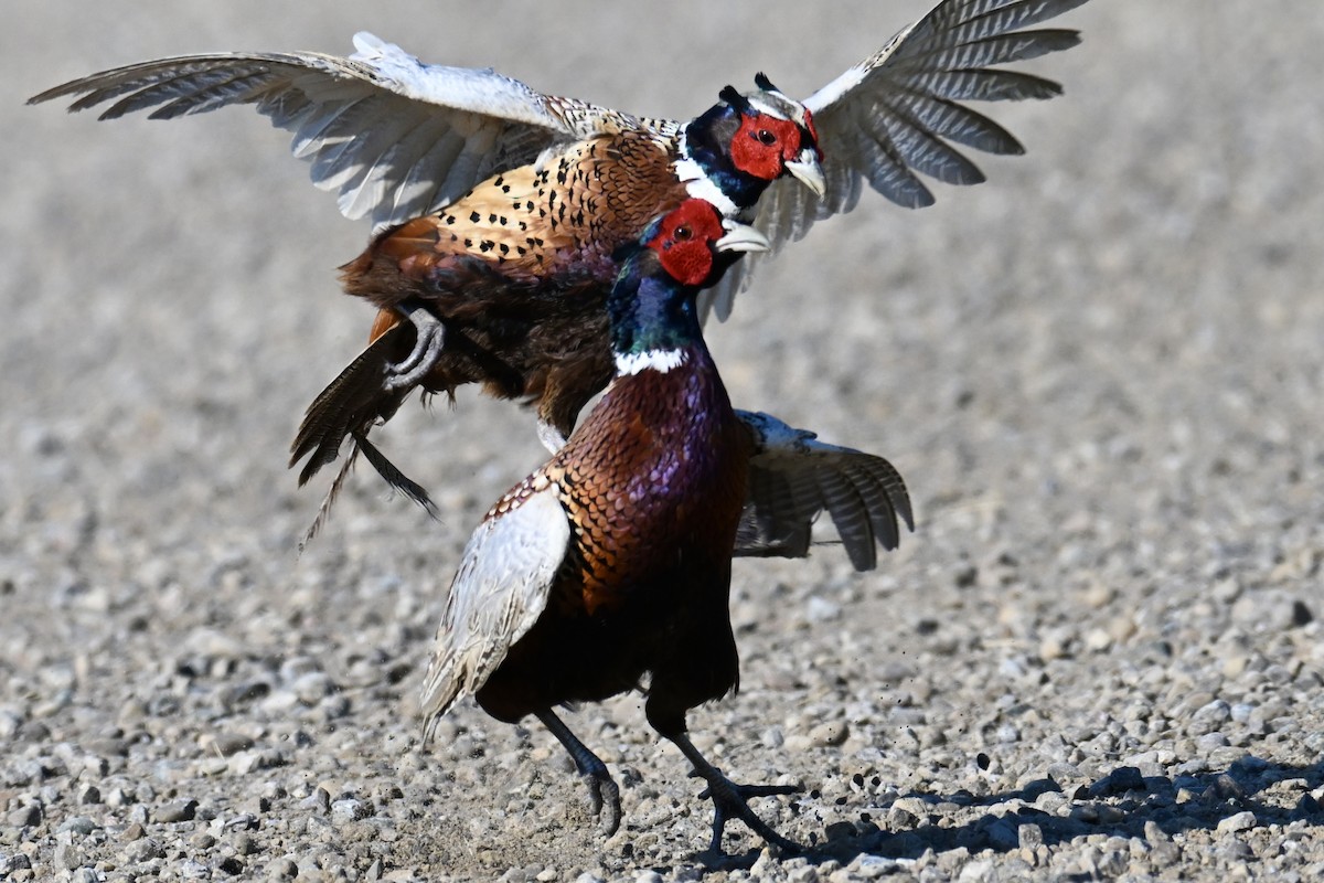 Ring-necked Pheasant - ML620817759