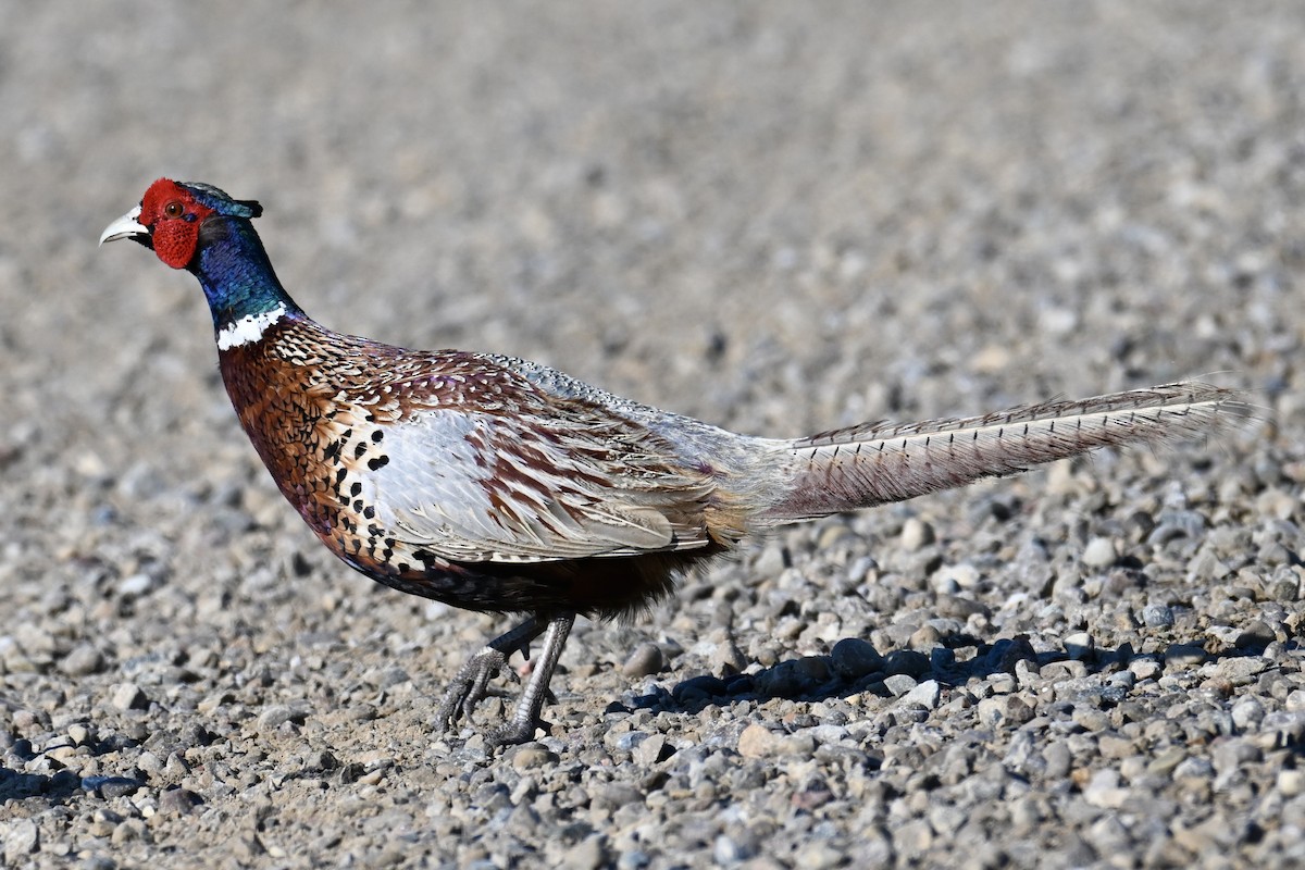 Ring-necked Pheasant - ML620817760