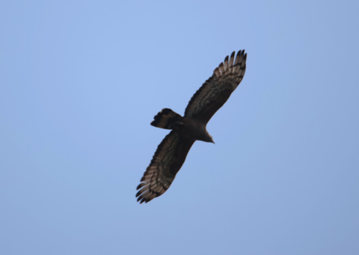 Oriental Honey-buzzard - ML620817767