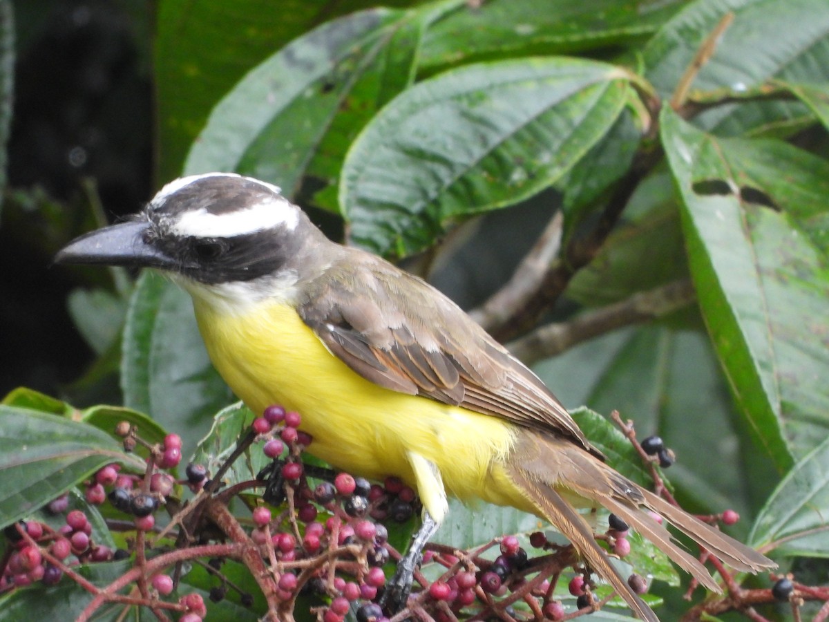 Boat-billed Flycatcher (South American) - Abel Atehortua