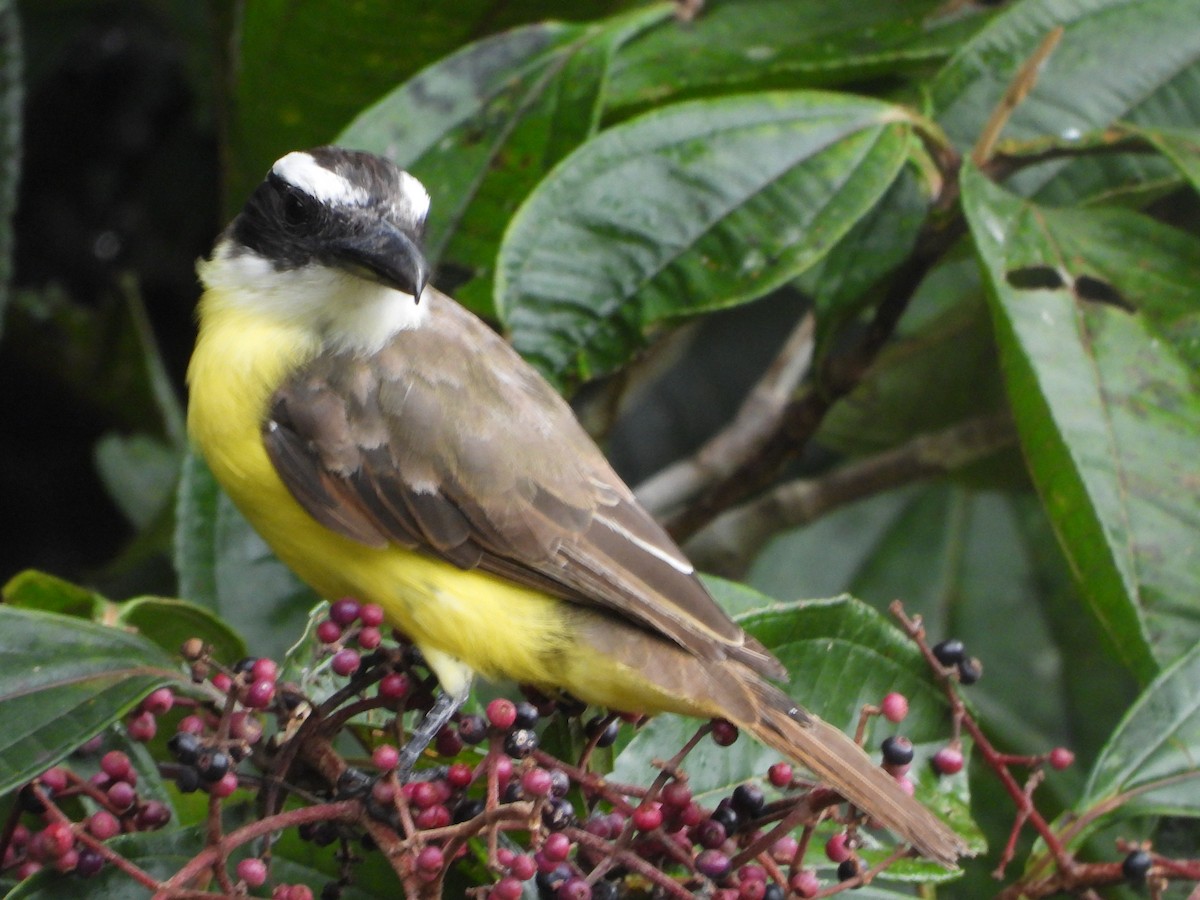 Boat-billed Flycatcher (South American) - ML620817769