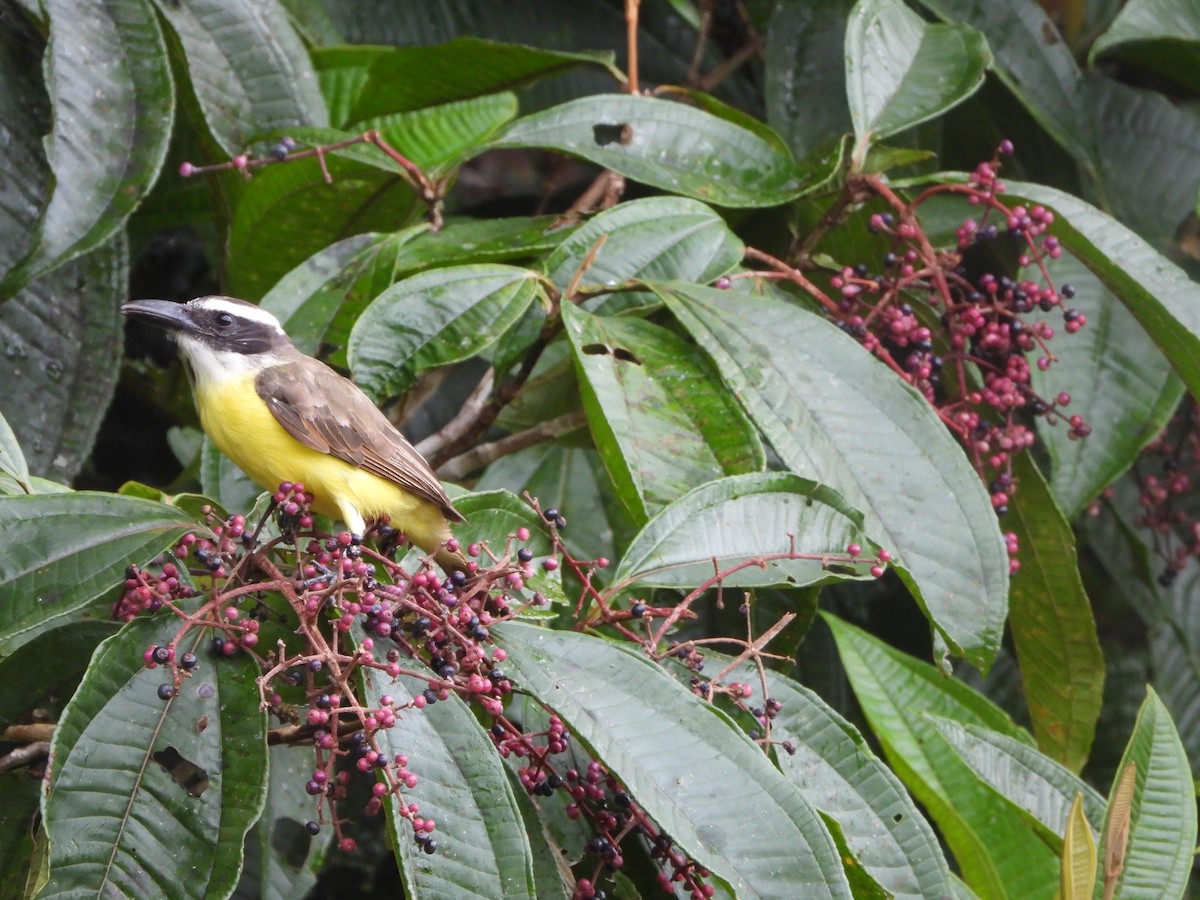 Boat-billed Flycatcher (South American) - Abel Atehortua