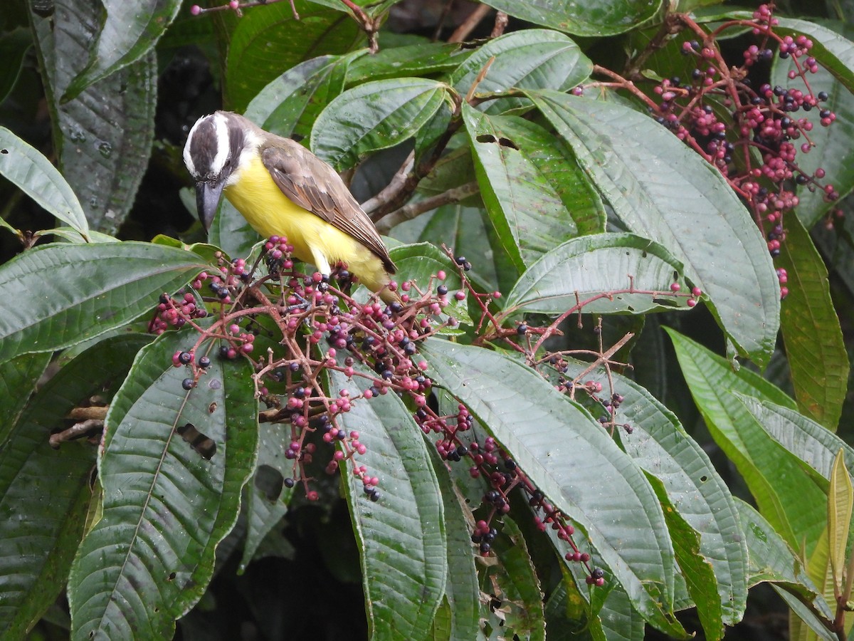 Boat-billed Flycatcher (South American) - ML620817771