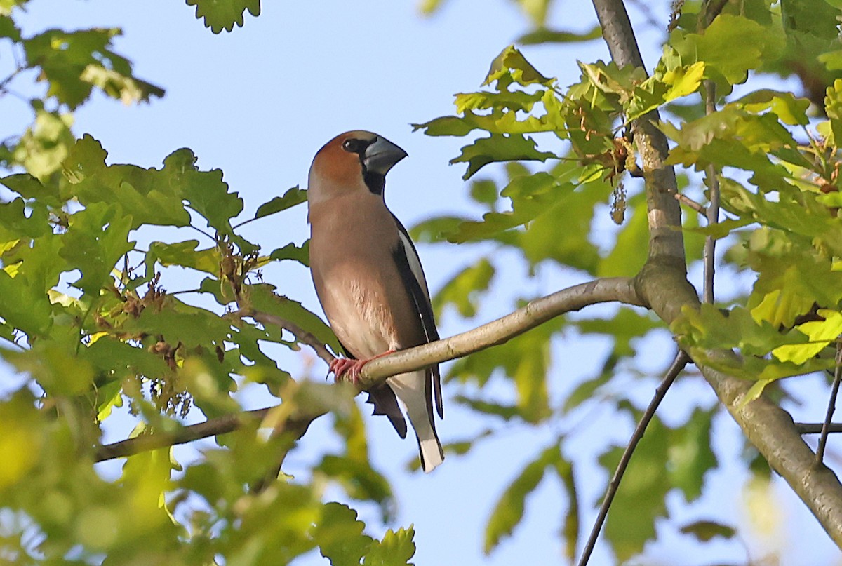 Hawfinch - ML620817775