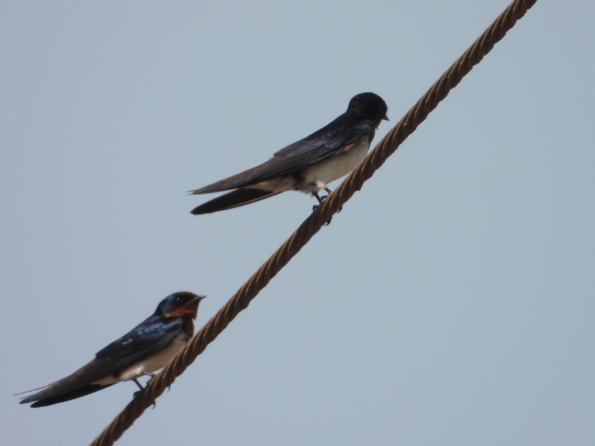 Red-chested Swallow - ML620817779