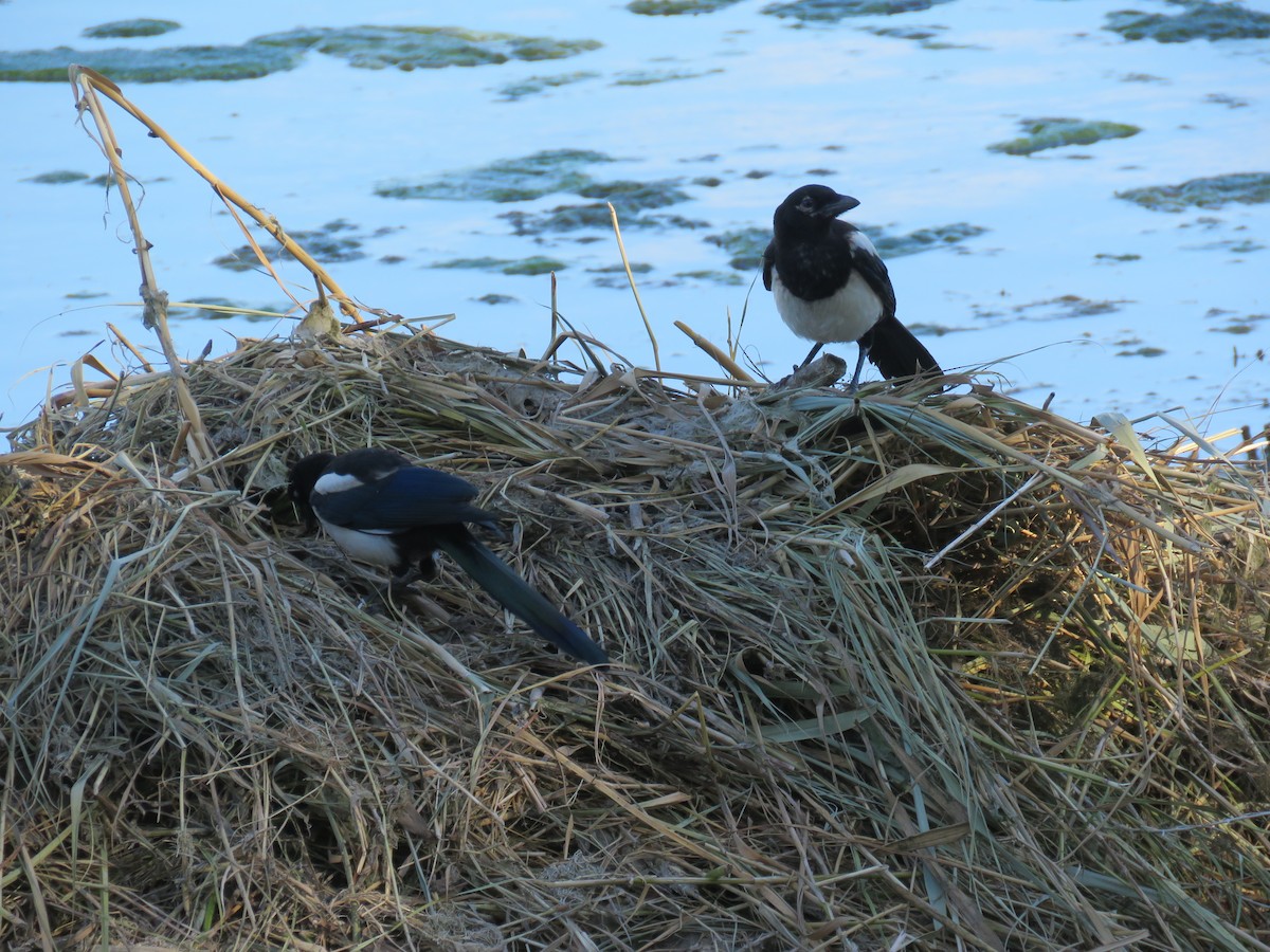 Eurasian Magpie - ML620817781