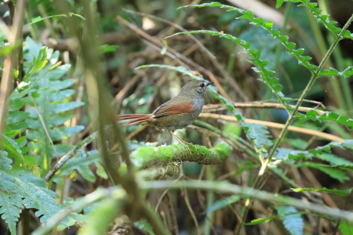 Gray-bellied Spinetail - ML620817783