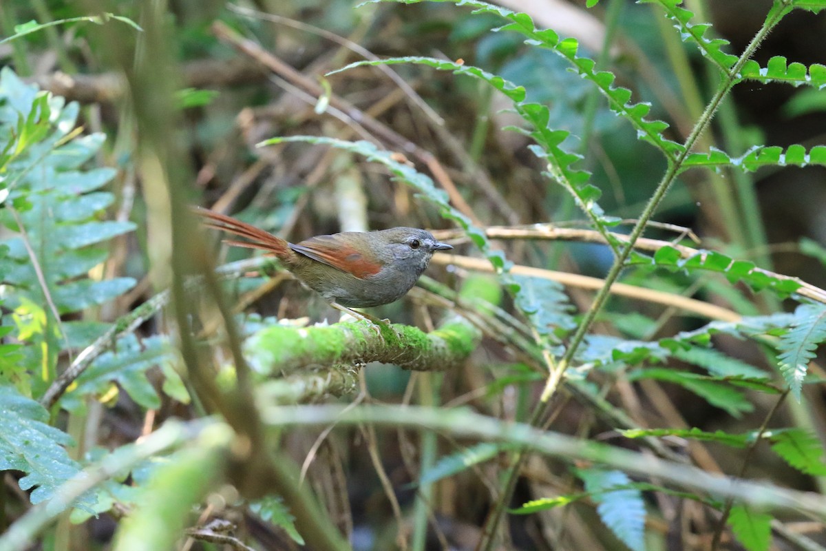 Gray-bellied Spinetail - ML620817784