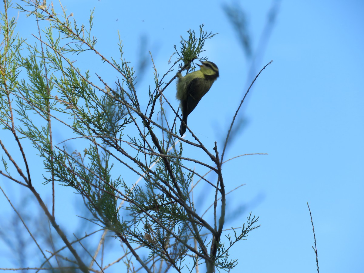 Eurasian Blue Tit - ML620817786