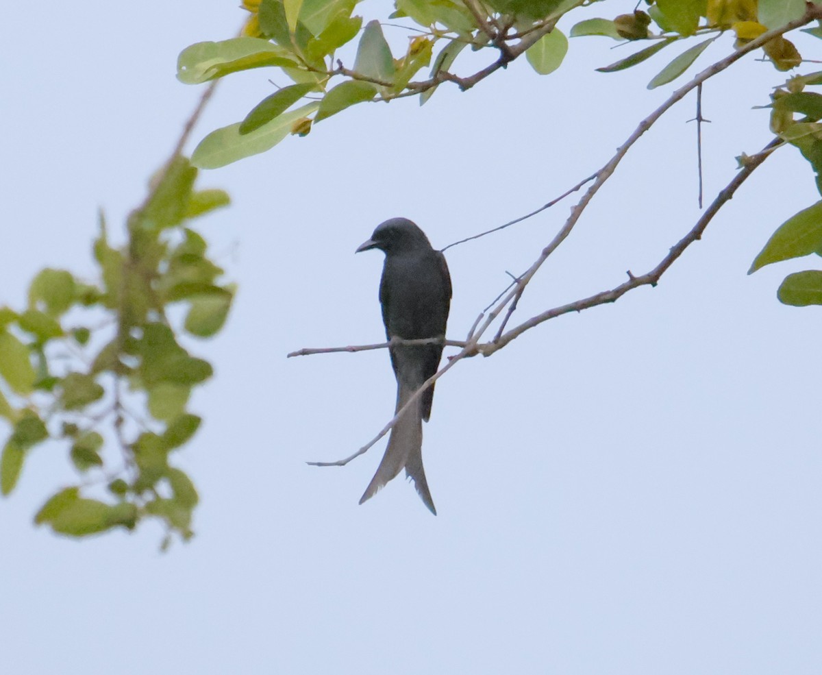 Black Drongo - hari chary