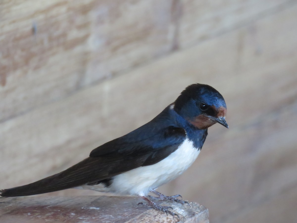 Barn Swallow - ML620817789