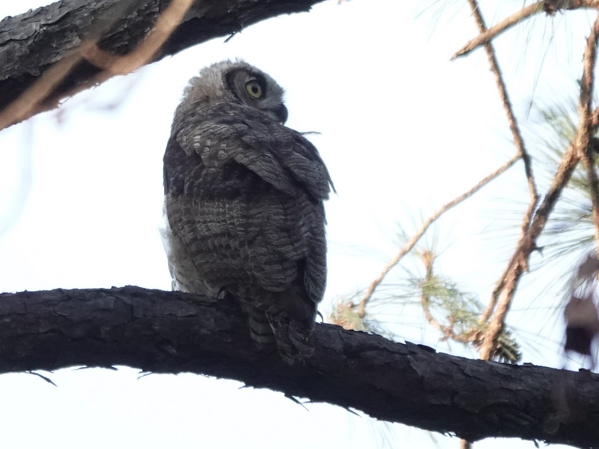 Great Horned Owl - ML620817791