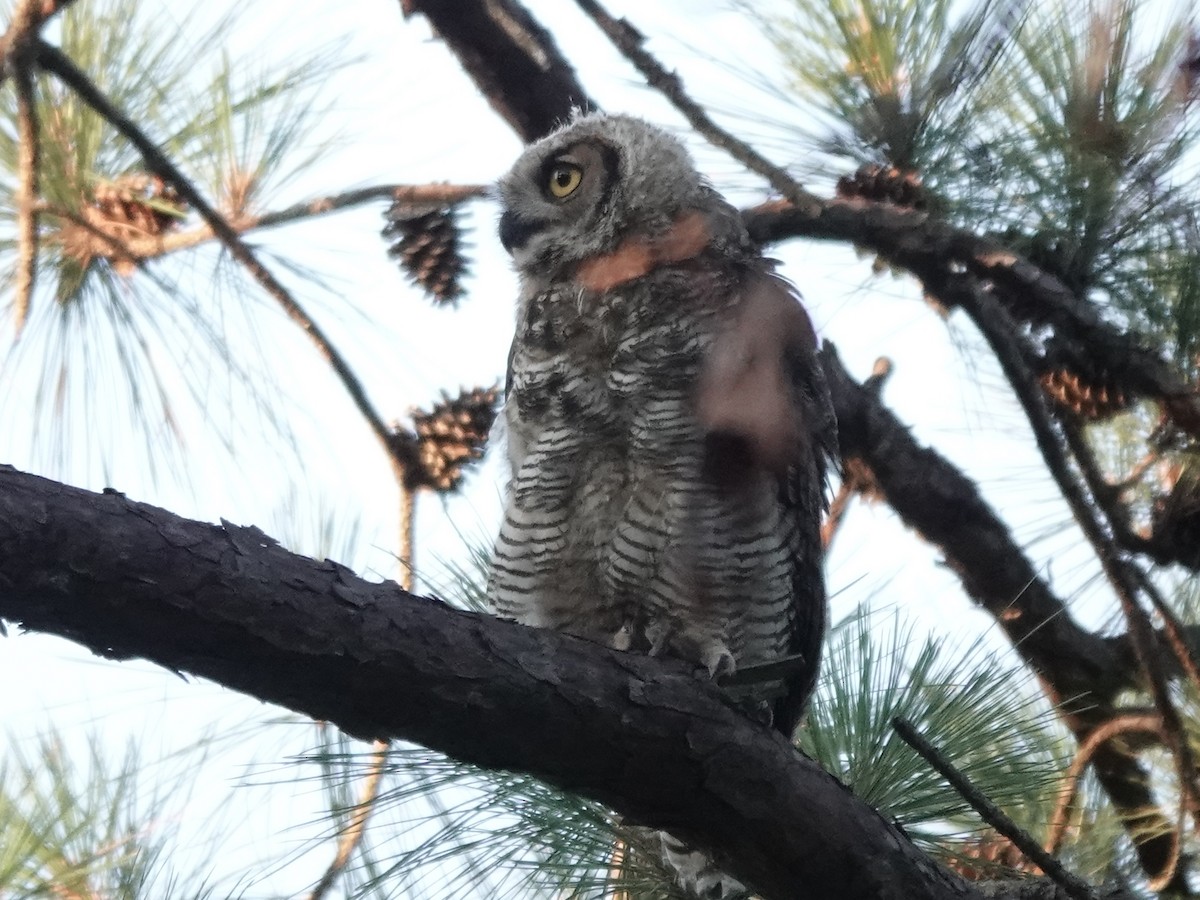 Great Horned Owl - ML620817792