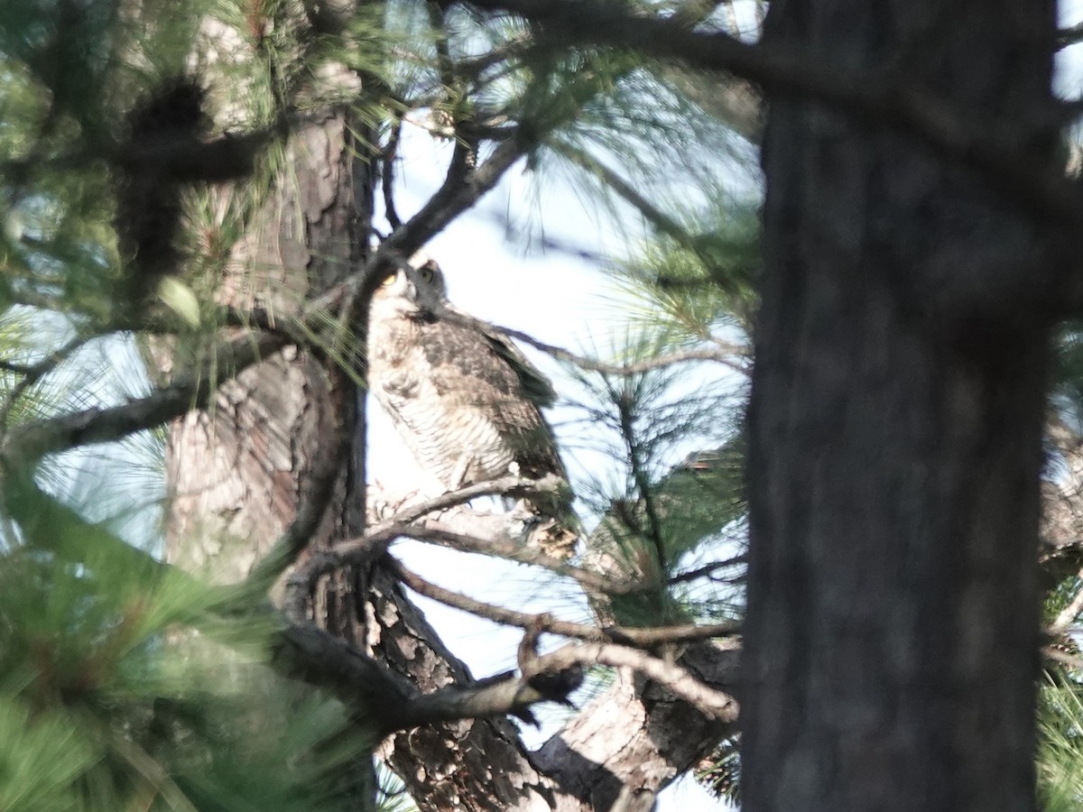 Great Horned Owl - ML620817793