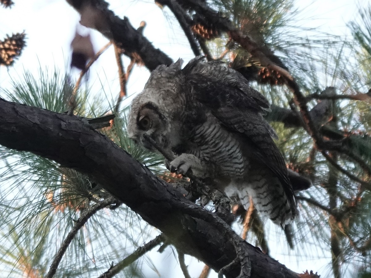 Great Horned Owl - ML620817794