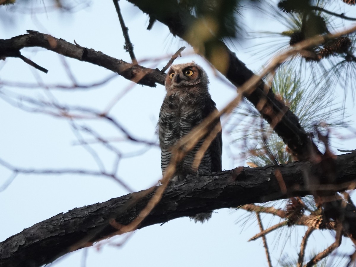 Great Horned Owl - ML620817795