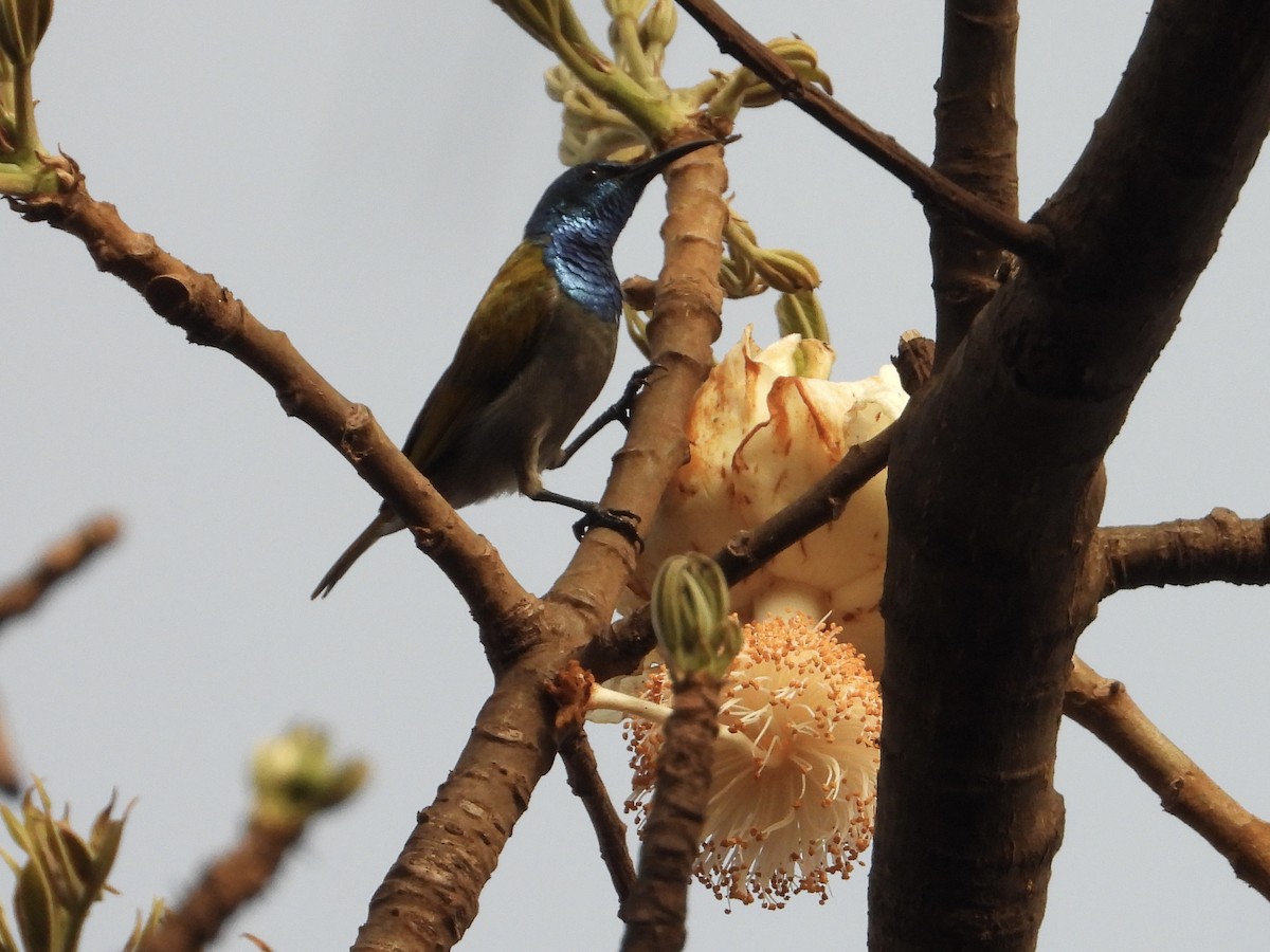 Green-headed Sunbird - ML620817798