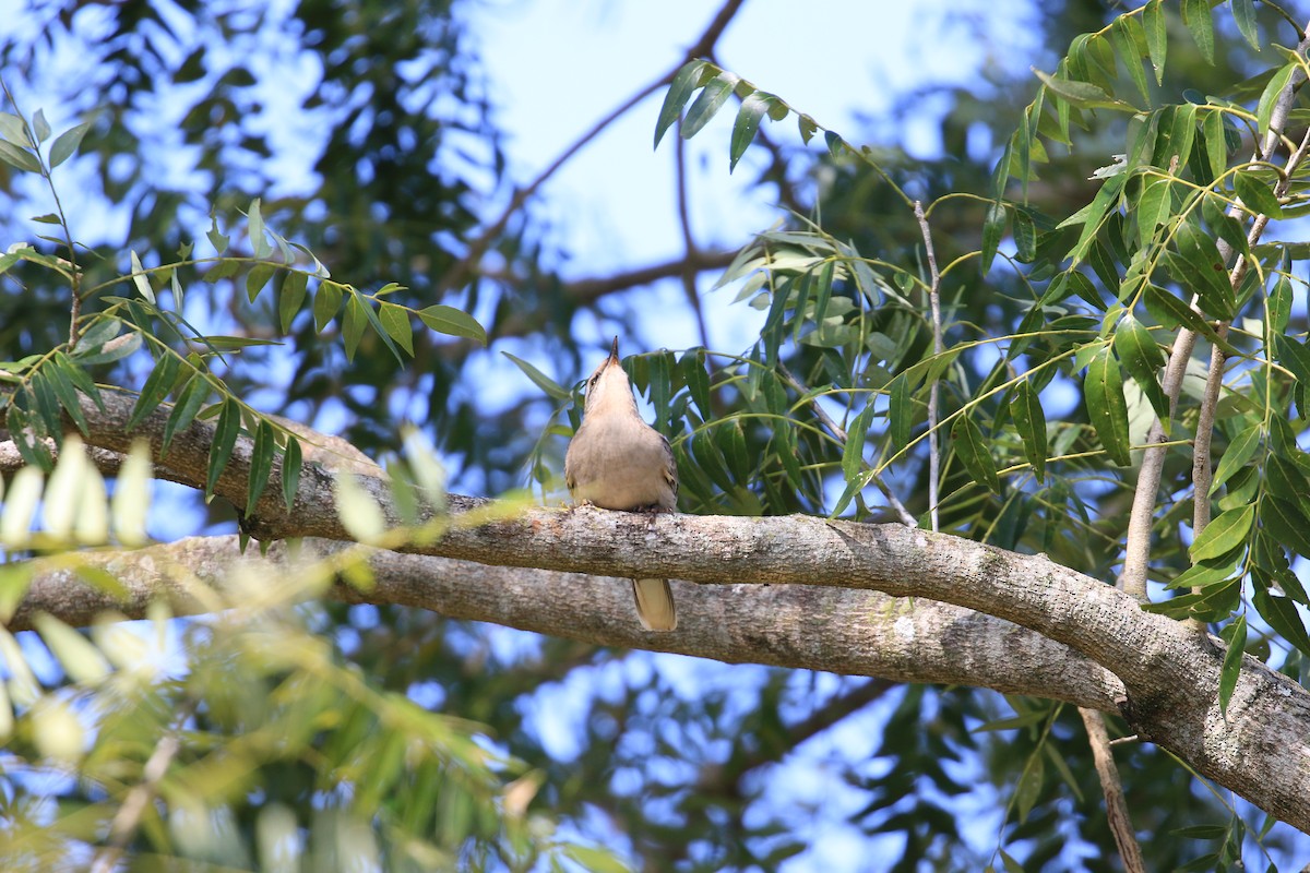 Chalk-browed Mockingbird - ML620817799