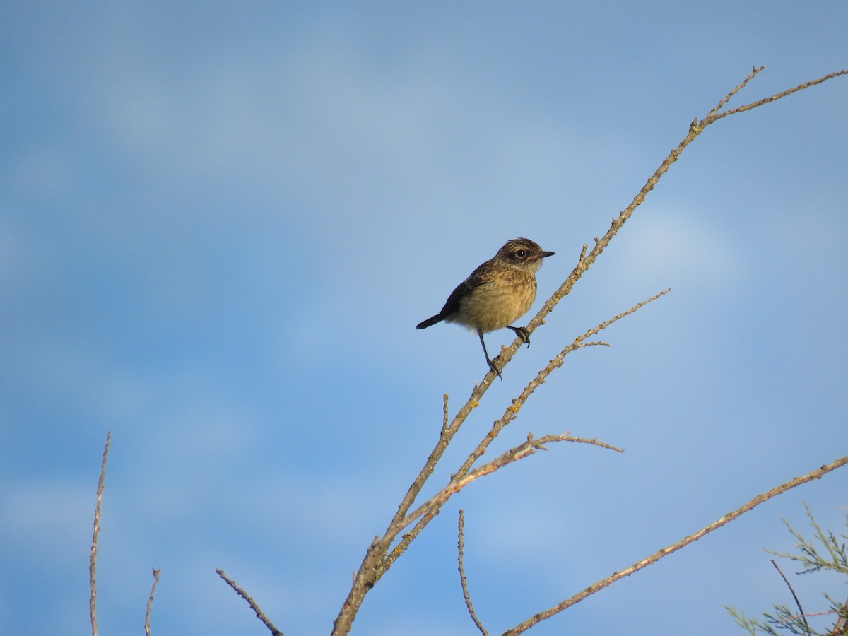 European Stonechat - ML620817801