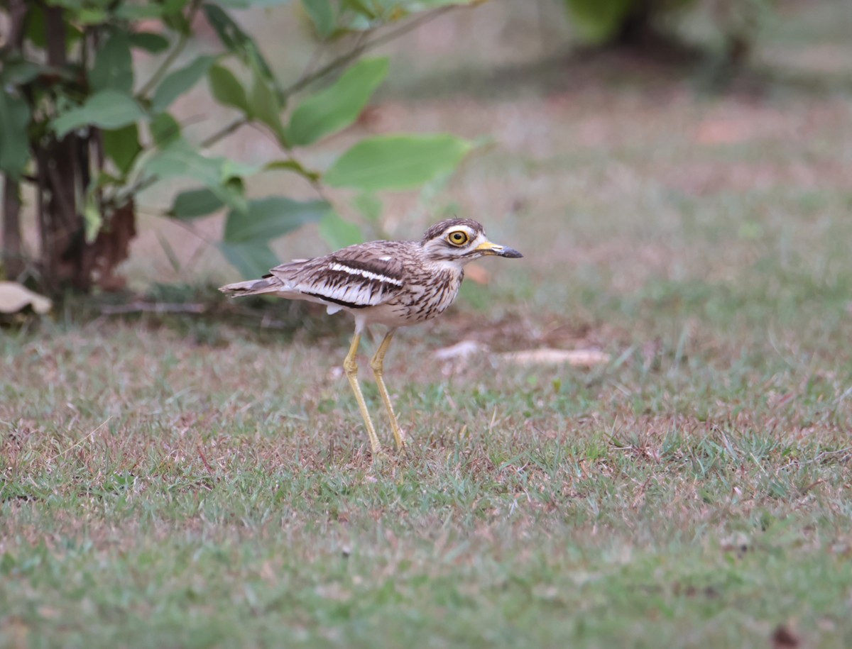 Indian Thick-knee - ML620817802