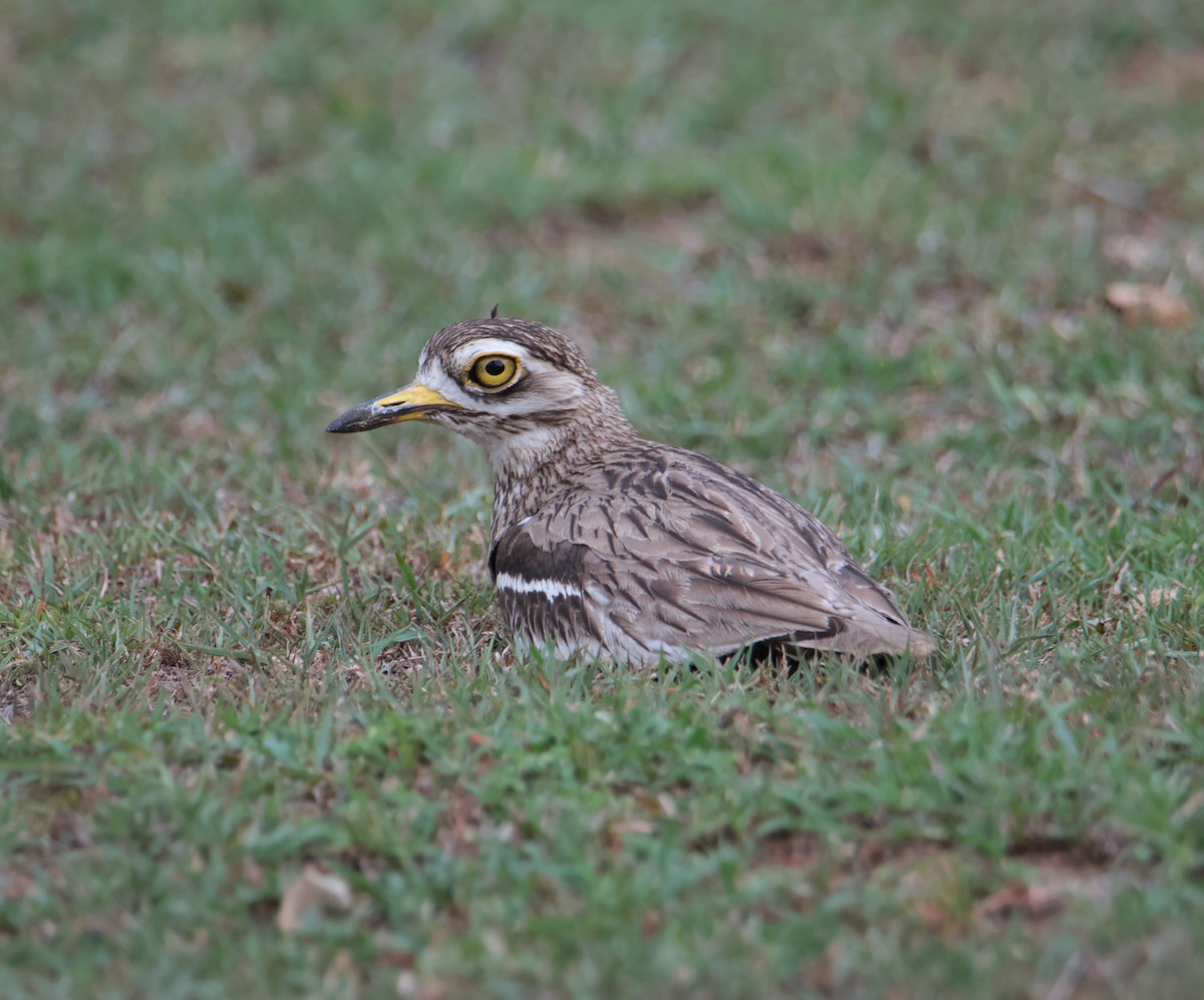 Indian Thick-knee - ML620817803