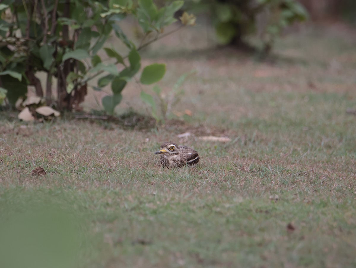 Indian Thick-knee - ML620817804