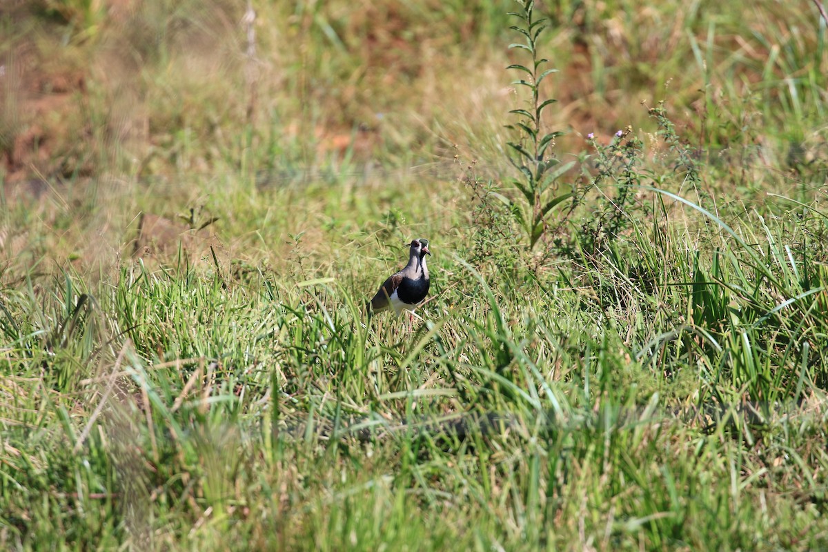 Southern Lapwing - ML620817805