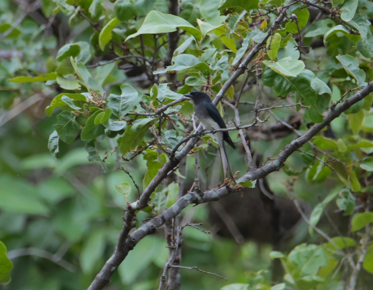 Ak Karınlı Drongo - ML620817806