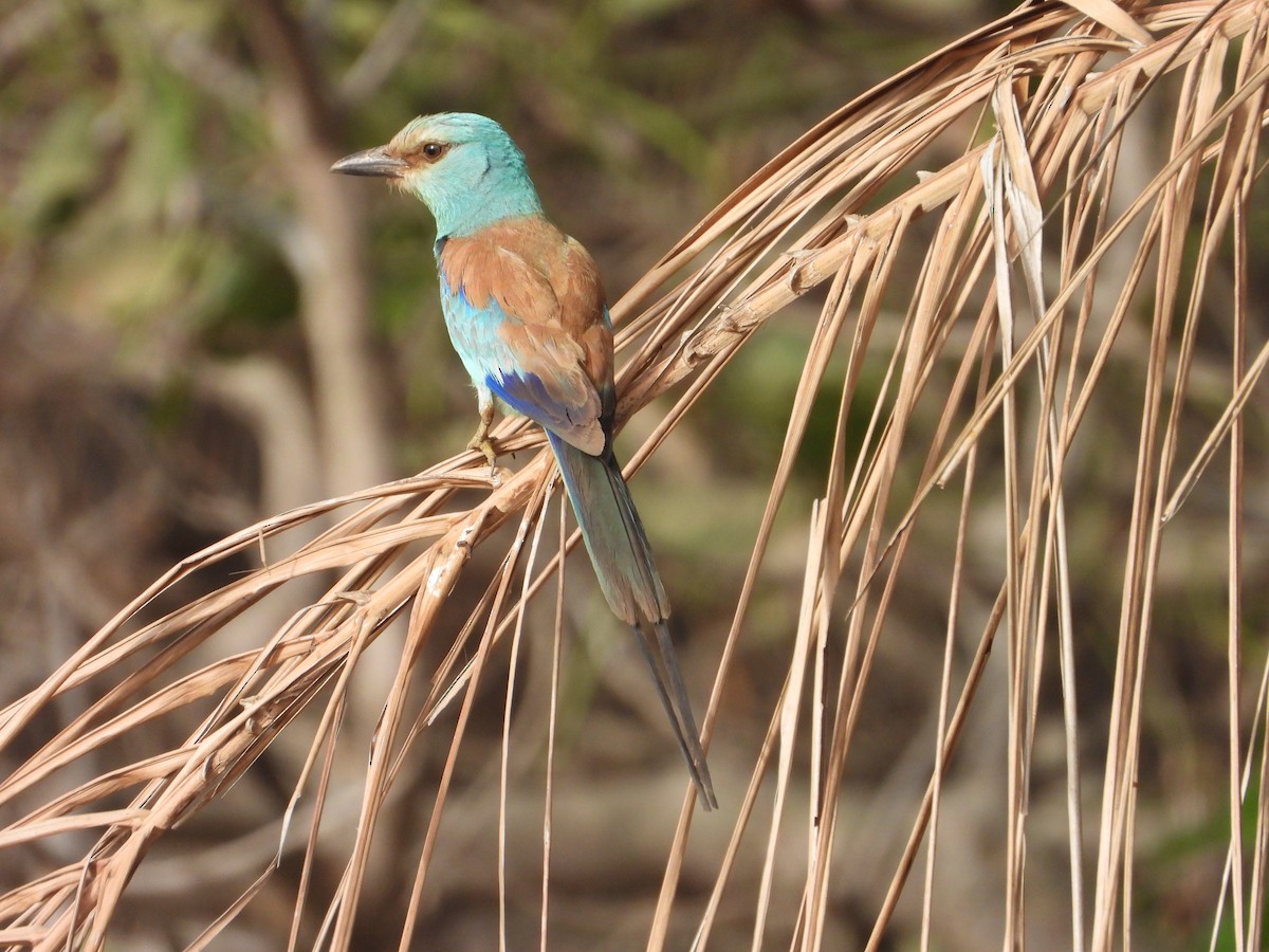 Abyssinian Roller - ML620817807