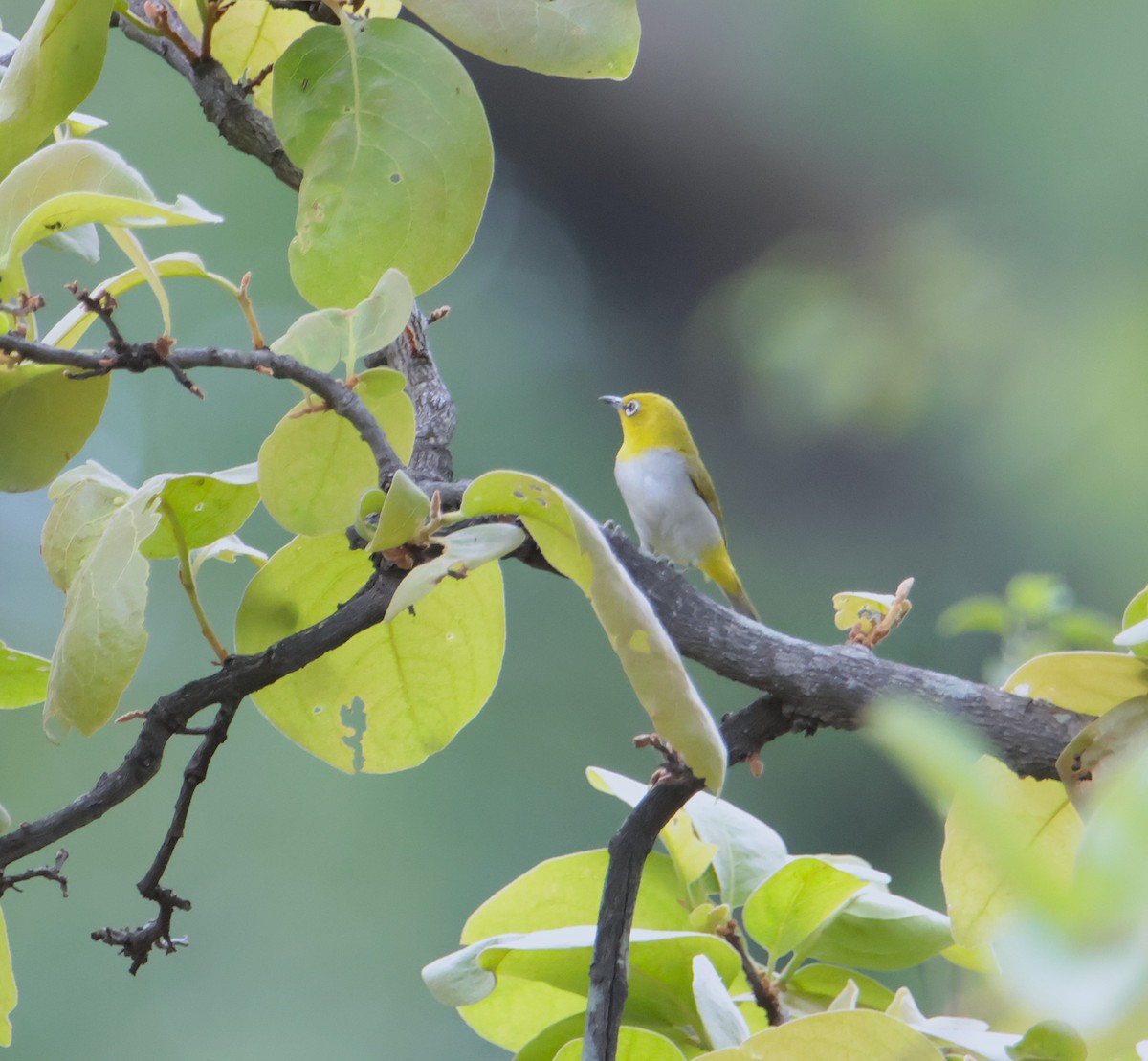 Indian White-eye - hari chary