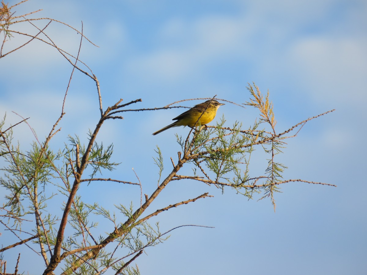 Western Yellow Wagtail - ML620817809