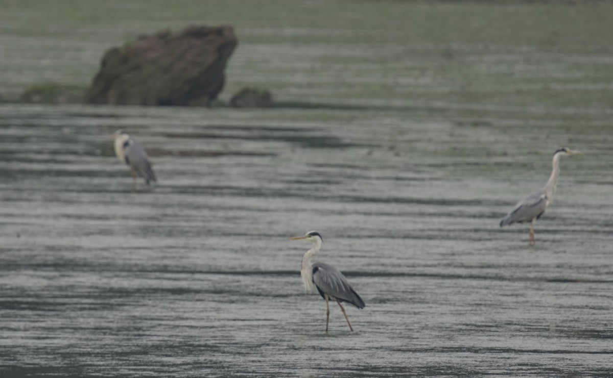 Gray Heron - ML620817810