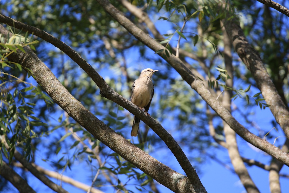 Chalk-browed Mockingbird - ML620817811